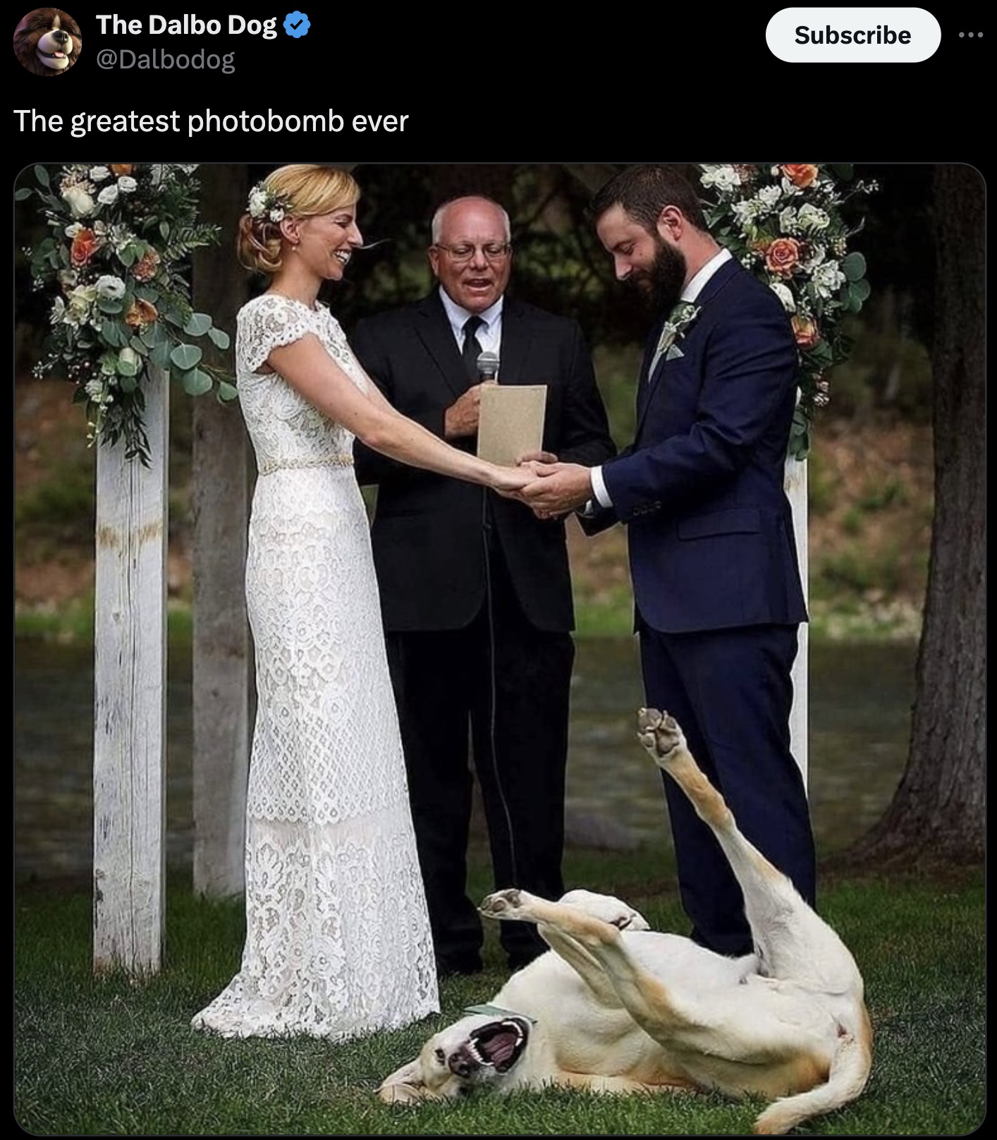 dog photobomb wedding - The Dalbo Dog The greatest photobomb ever Subscribe